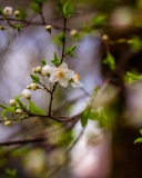 Sfondi White Blossom 128x160