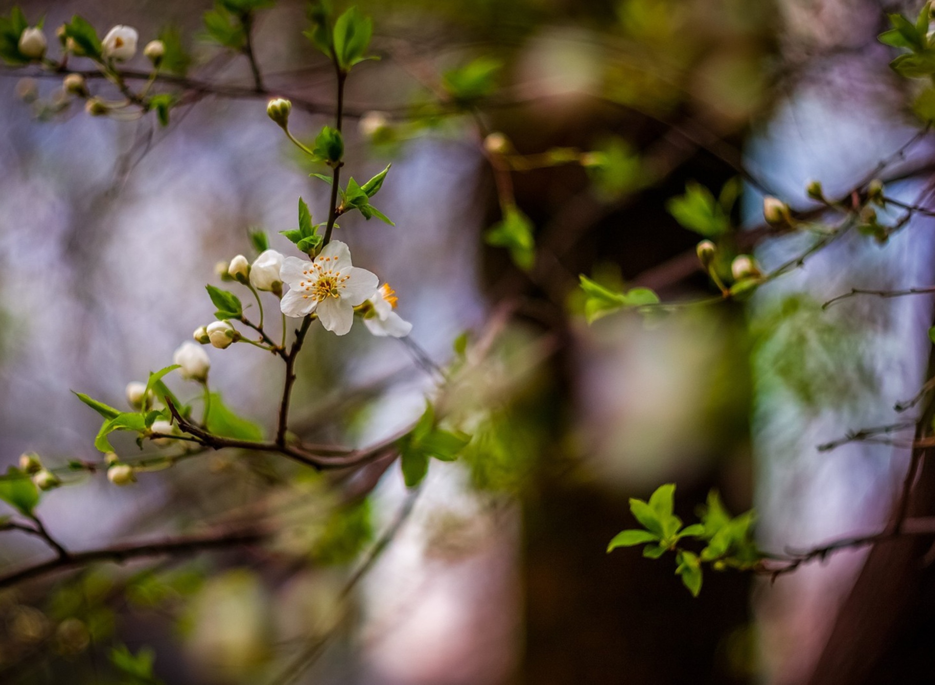 Sfondi White Blossom 1920x1408
