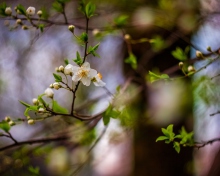 Das White Blossom Wallpaper 220x176