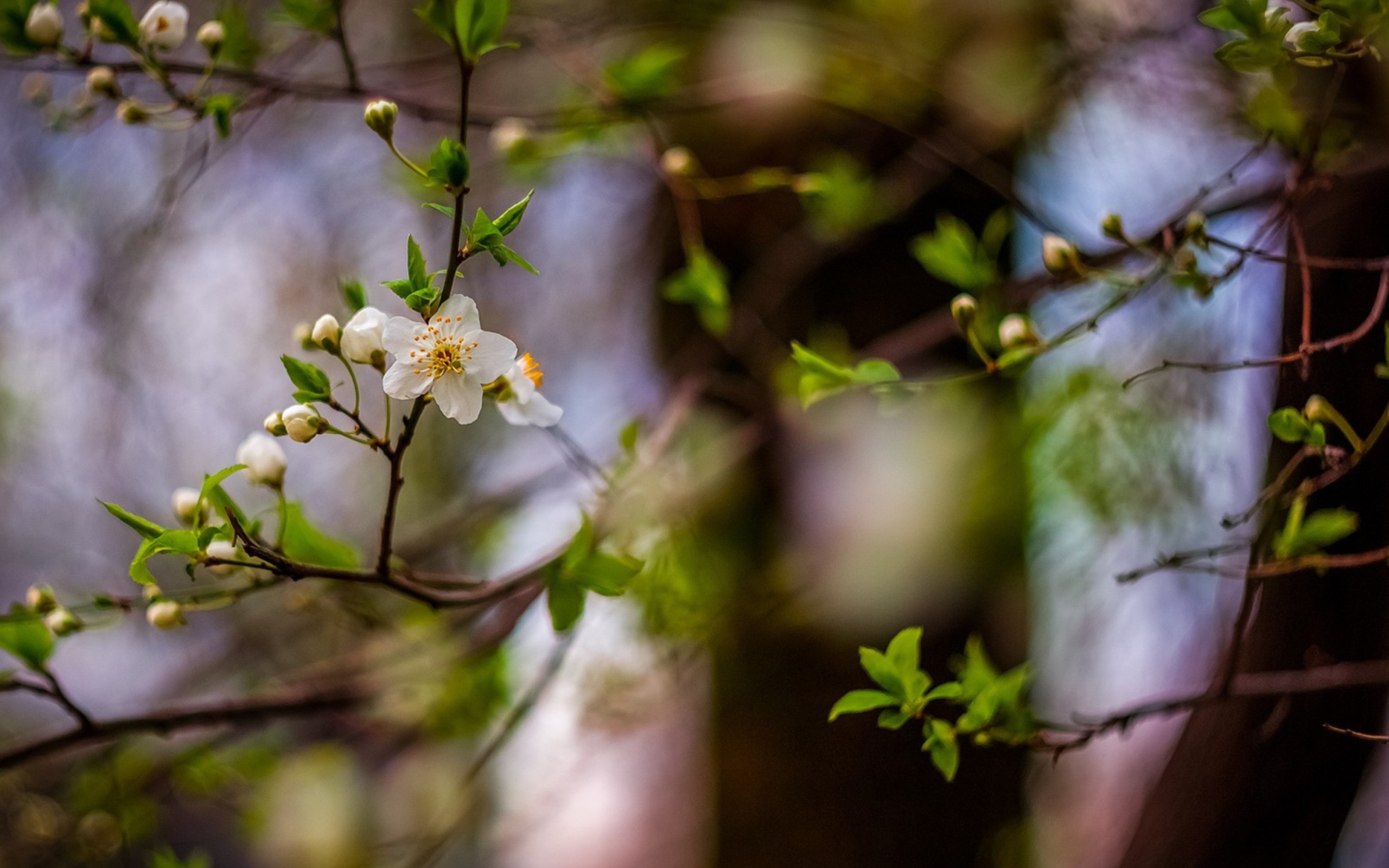 Sfondi White Blossom 2560x1600