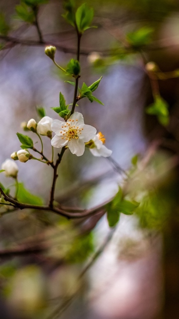 Обои White Blossom 360x640