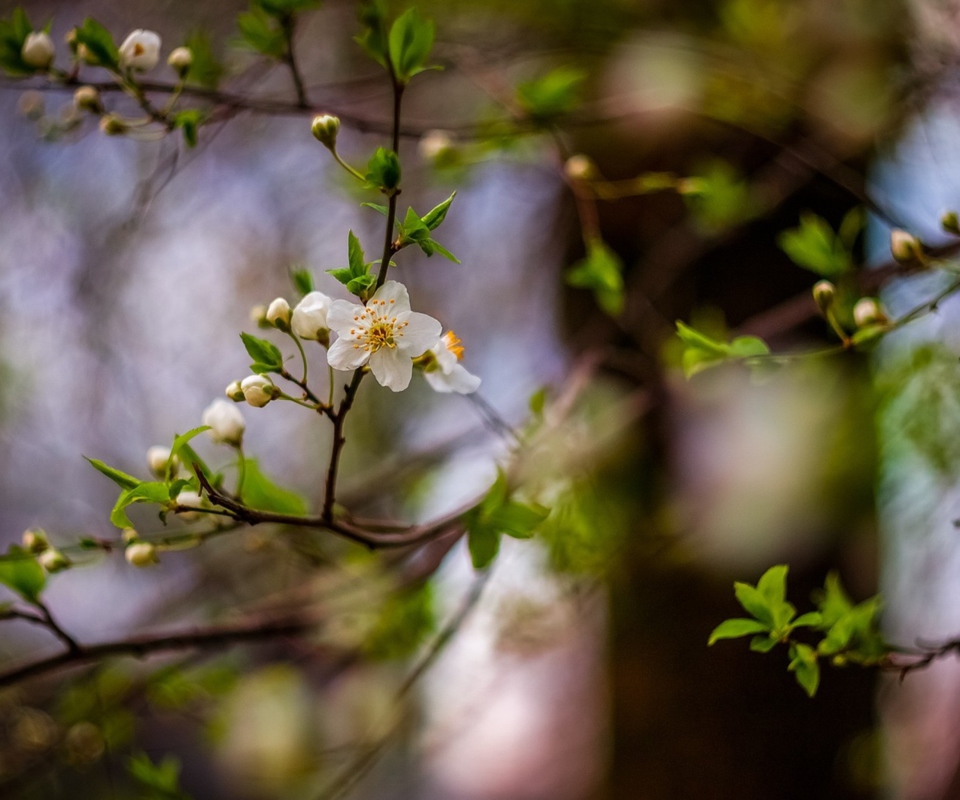 White Blossom wallpaper 960x800