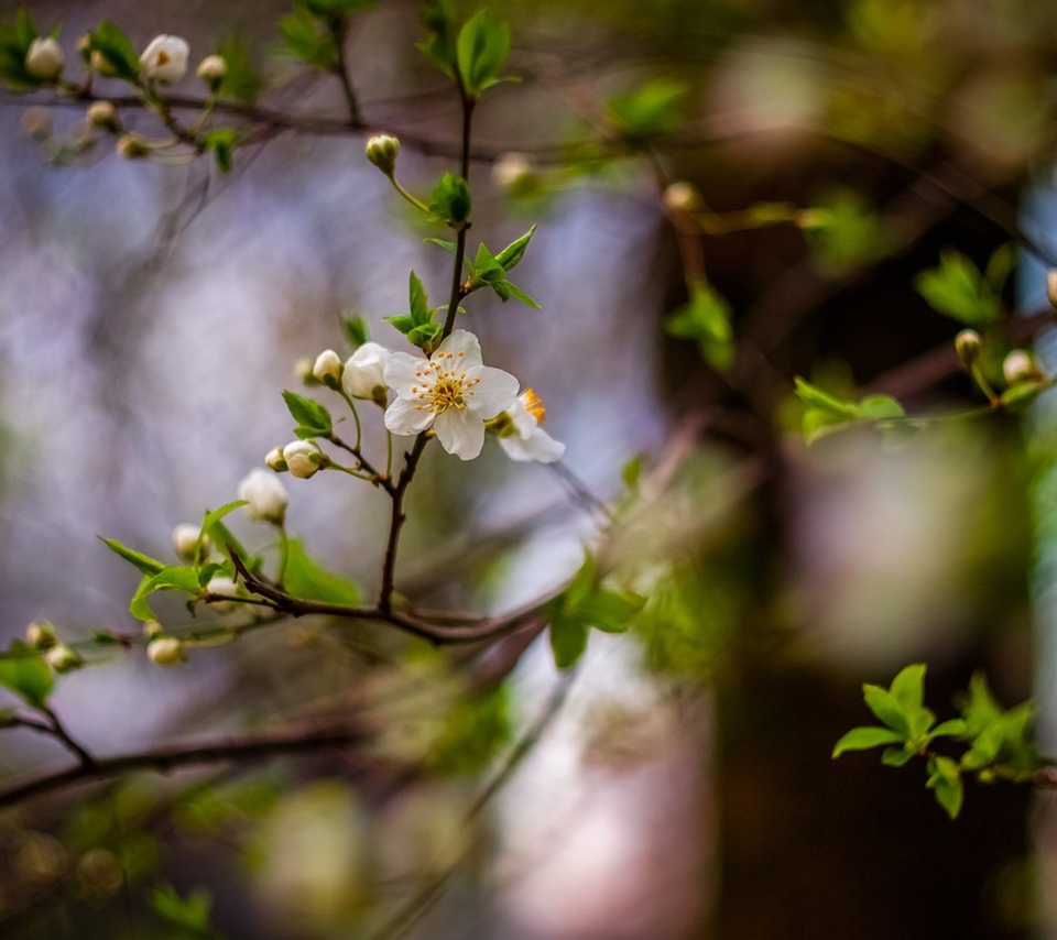Sfondi White Blossom 960x854