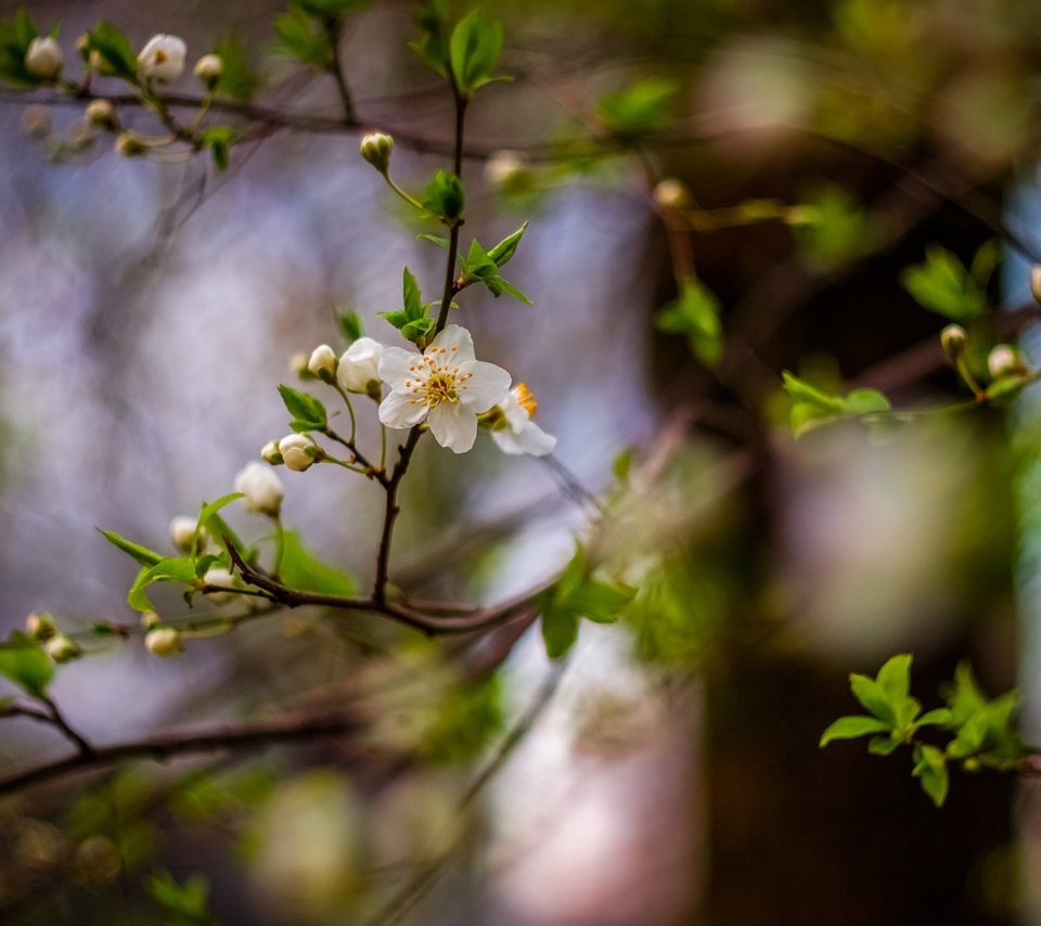 Das White Blossom Wallpaper 960x854