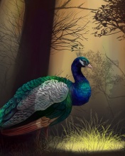 Peacock wallpaper 176x220