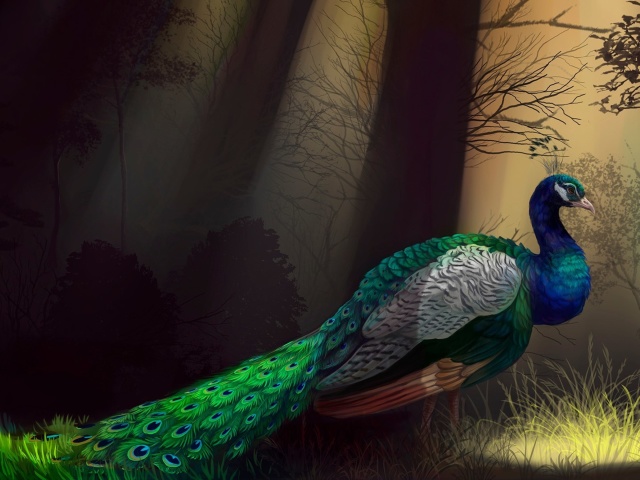 Peacock wallpaper 640x480