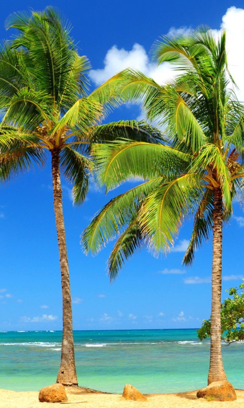 Fondo de pantalla Palm Trees 480x800