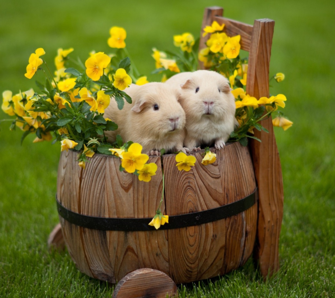 Fondo de pantalla Guinea Pigs 1080x960