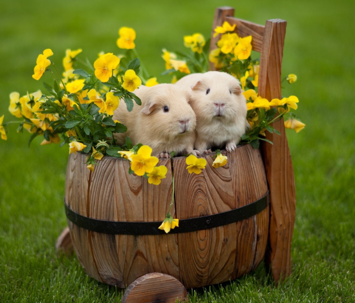 Guinea Pigs wallpaper 1200x1024