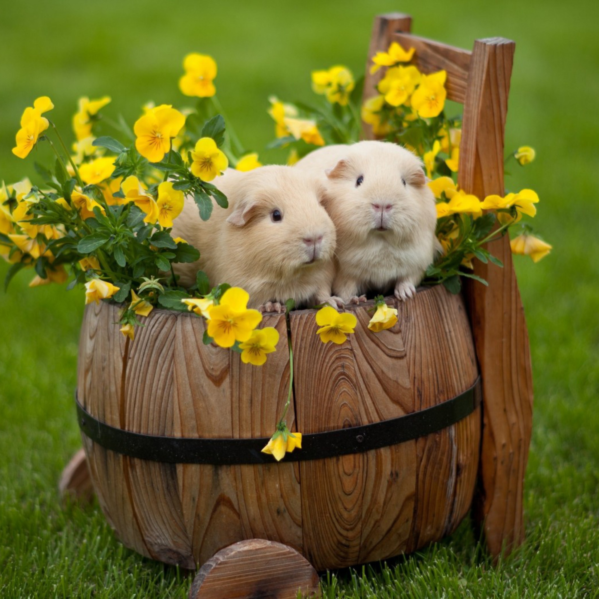 Guinea Pigs screenshot #1 2048x2048