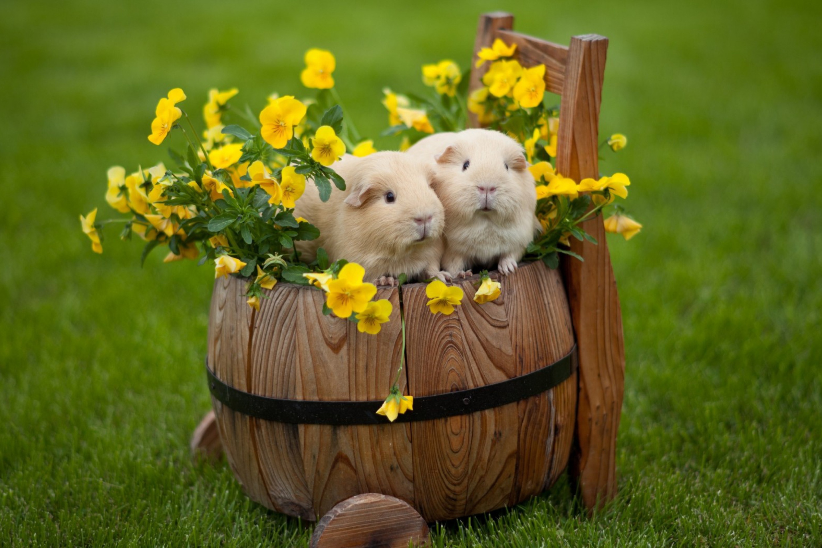 Guinea Pigs wallpaper 2880x1920