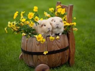 Das Guinea Pigs Wallpaper 320x240