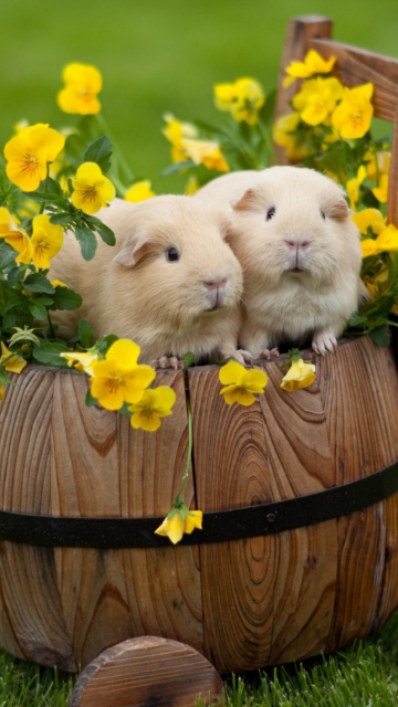 Обои Guinea Pigs 360x640