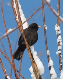 Sfondi Winter Bird 128x160
