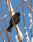 Winter Bird wallpaper 128x160