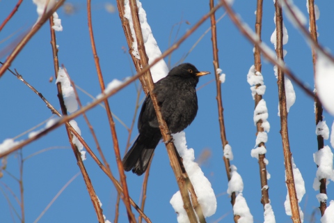 Das Winter Bird Wallpaper 480x320