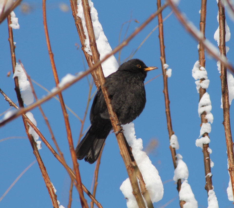Sfondi Winter Bird 960x854