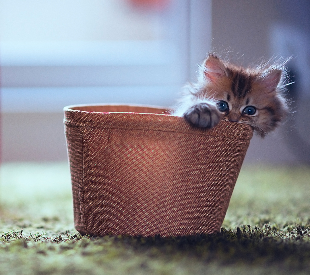 Das Little Kitten In Basket Wallpaper 1080x960