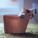Das Little Kitten In Basket Wallpaper 128x128