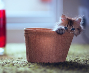 Little Kitten In Basket wallpaper 176x144