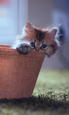 Das Little Kitten In Basket Wallpaper 240x400