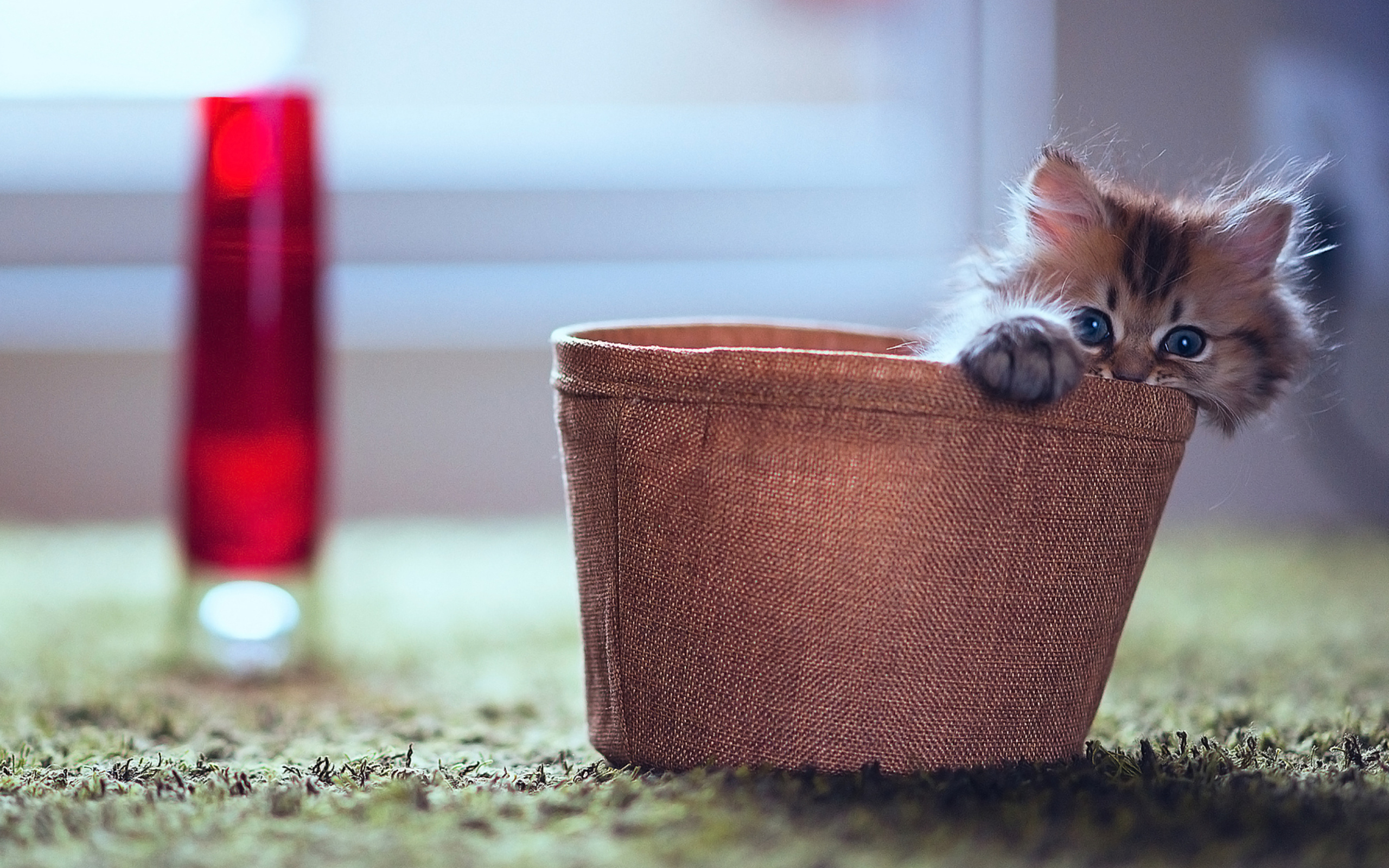 Little Kitten In Basket wallpaper 2560x1600