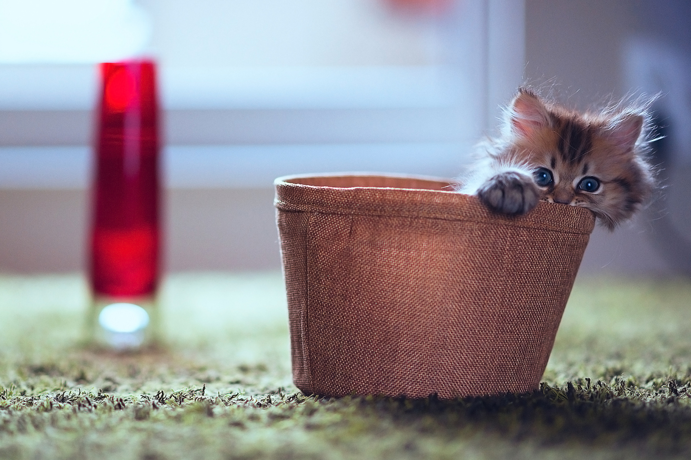 Das Little Kitten In Basket Wallpaper 2880x1920
