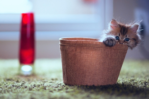 Das Little Kitten In Basket Wallpaper 480x320