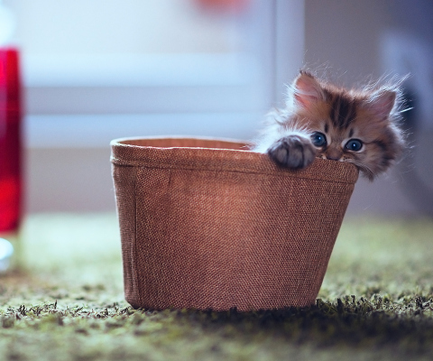 Little Kitten In Basket wallpaper 480x400