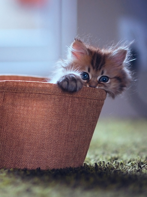 Das Little Kitten In Basket Wallpaper 480x640
