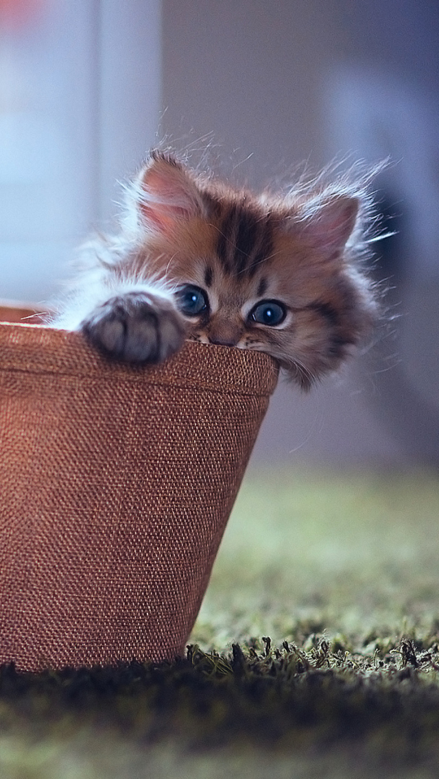 Das Little Kitten In Basket Wallpaper 640x1136
