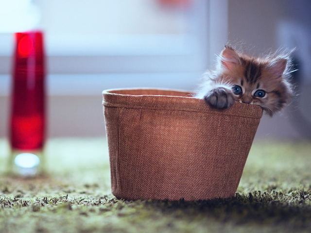 Das Little Kitten In Basket Wallpaper 640x480