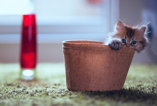 Little Kitten In Basket Wallpaper for Android, iPhone and iPad
