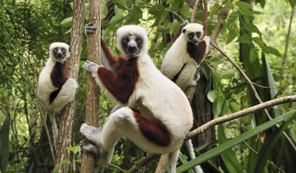 Fondo de pantalla Lemurs On Trees 1024x600