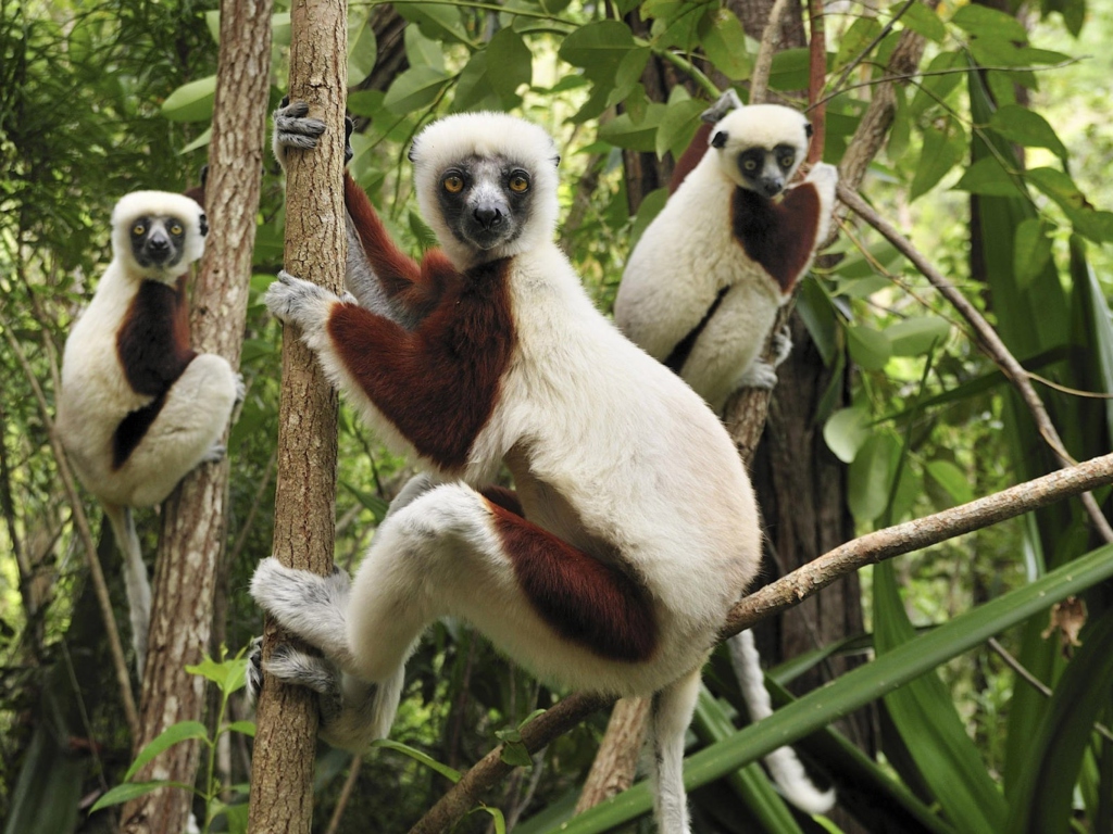 Fondo de pantalla Lemurs On Trees 1024x768