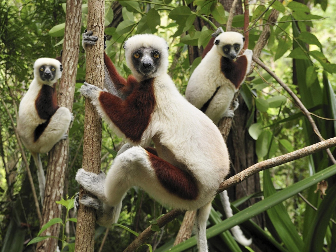 Sfondi Lemurs On Trees 1152x864