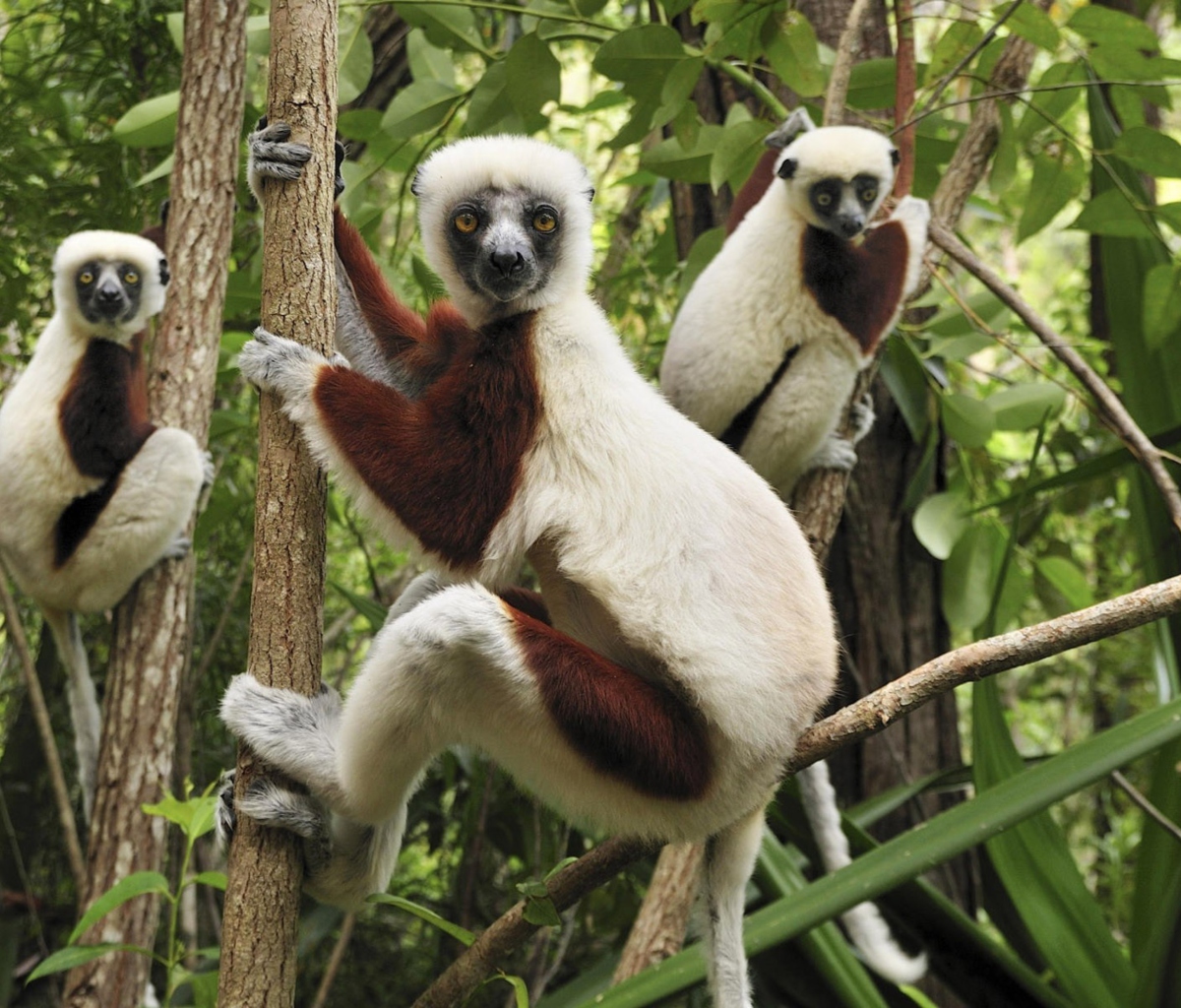 Lemurs On Trees wallpaper 1200x1024
