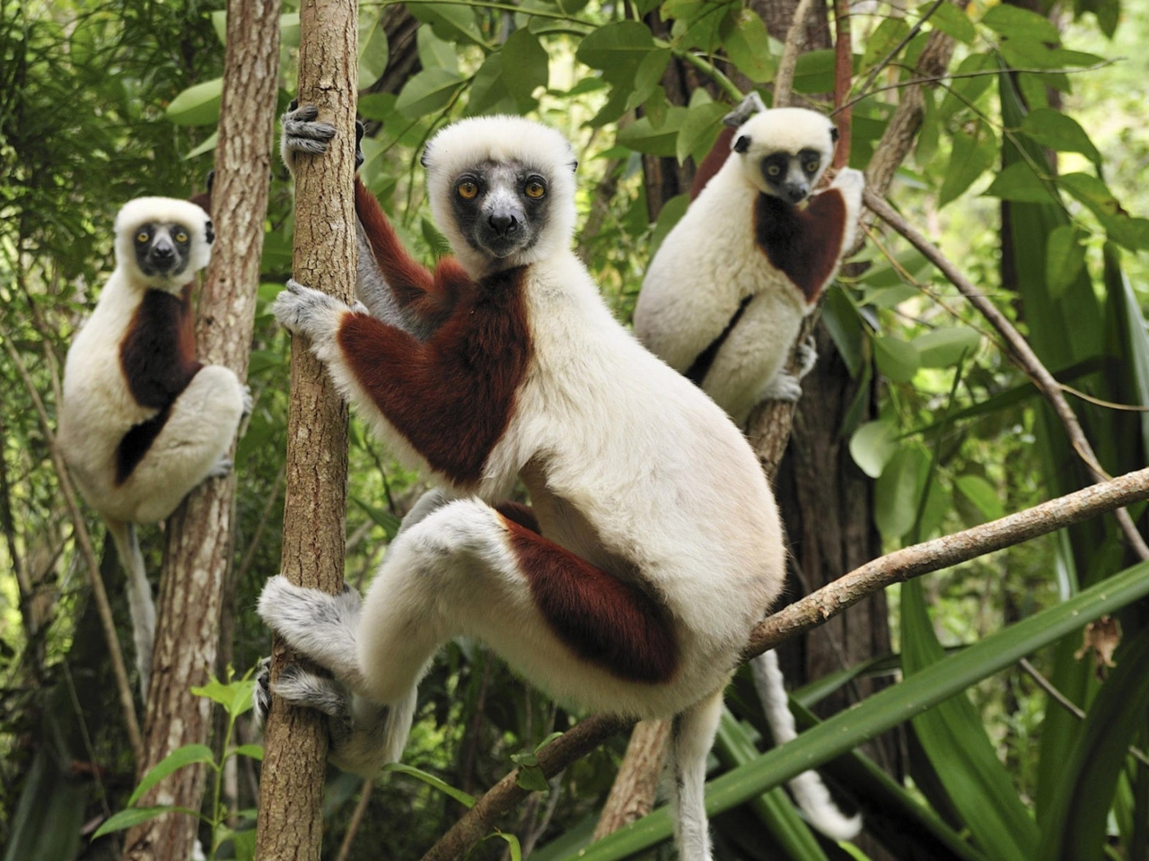Screenshot №1 pro téma Lemurs On Trees 1280x960