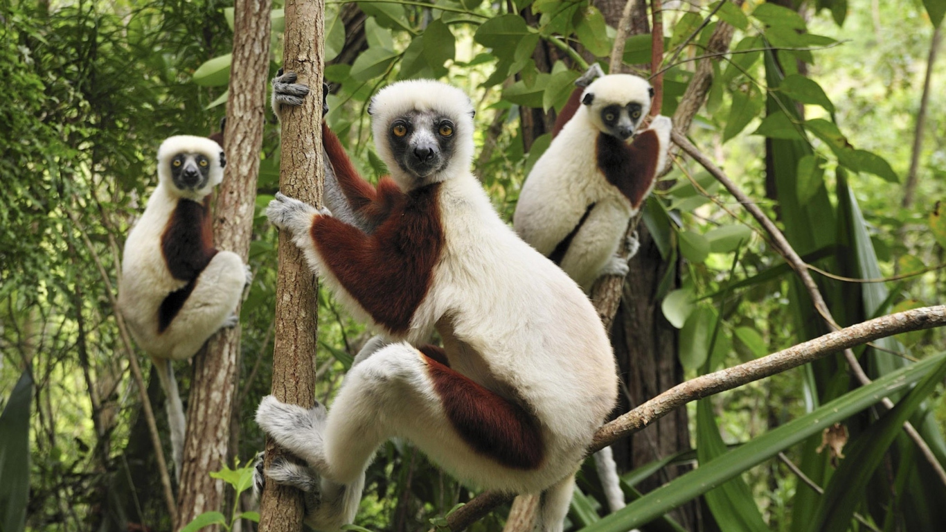 Das Lemurs On Trees Wallpaper 1366x768