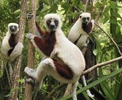 Das Lemurs On Trees Wallpaper 176x144