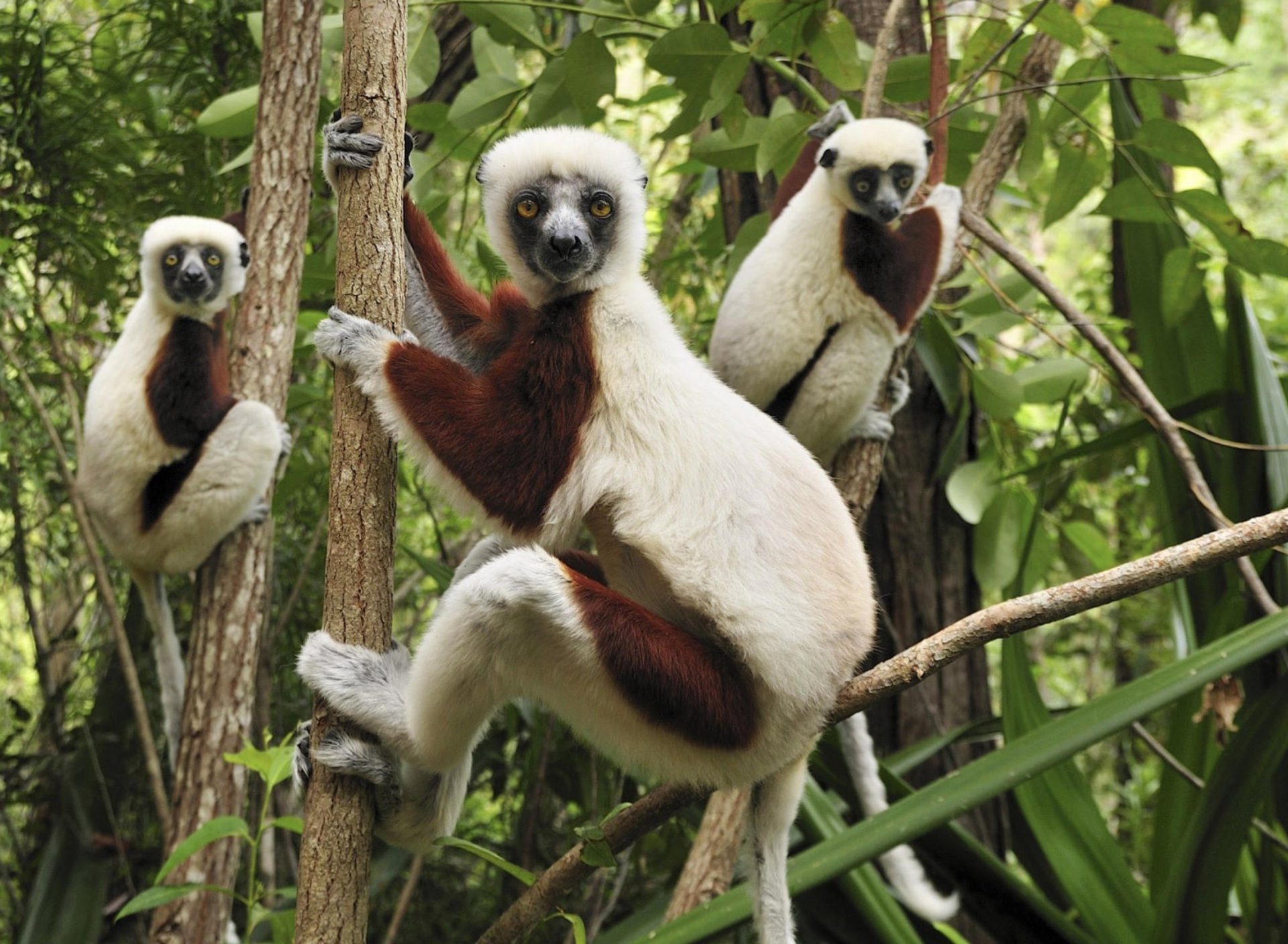 Sfondi Lemurs On Trees 1920x1408