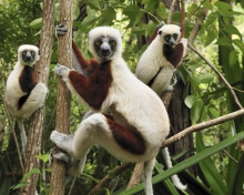 Das Lemurs On Trees Wallpaper 220x176