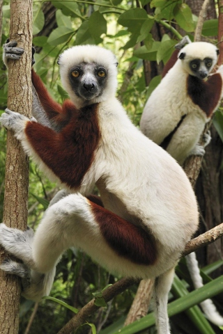 Fondo de pantalla Lemurs On Trees 320x480