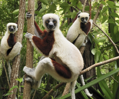 Das Lemurs On Trees Wallpaper 480x400