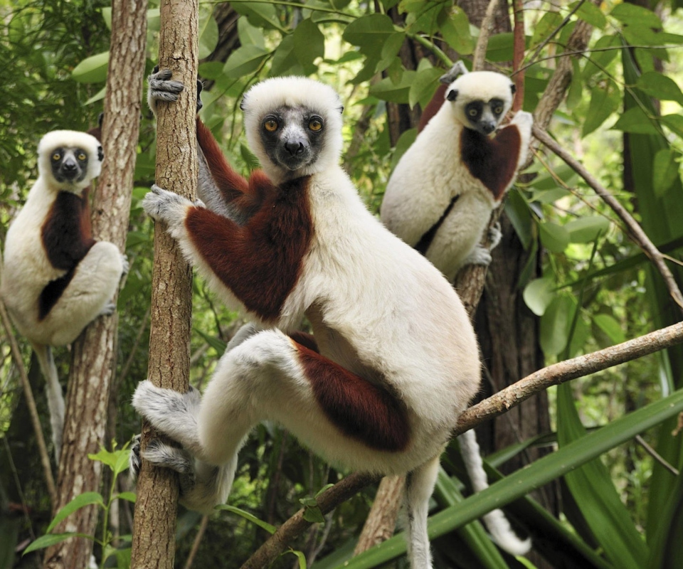 Обои Lemurs On Trees 960x800