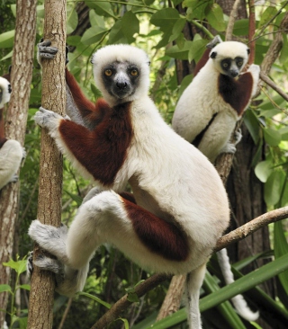 Kostenloses Lemurs On Trees Wallpaper für 240x320