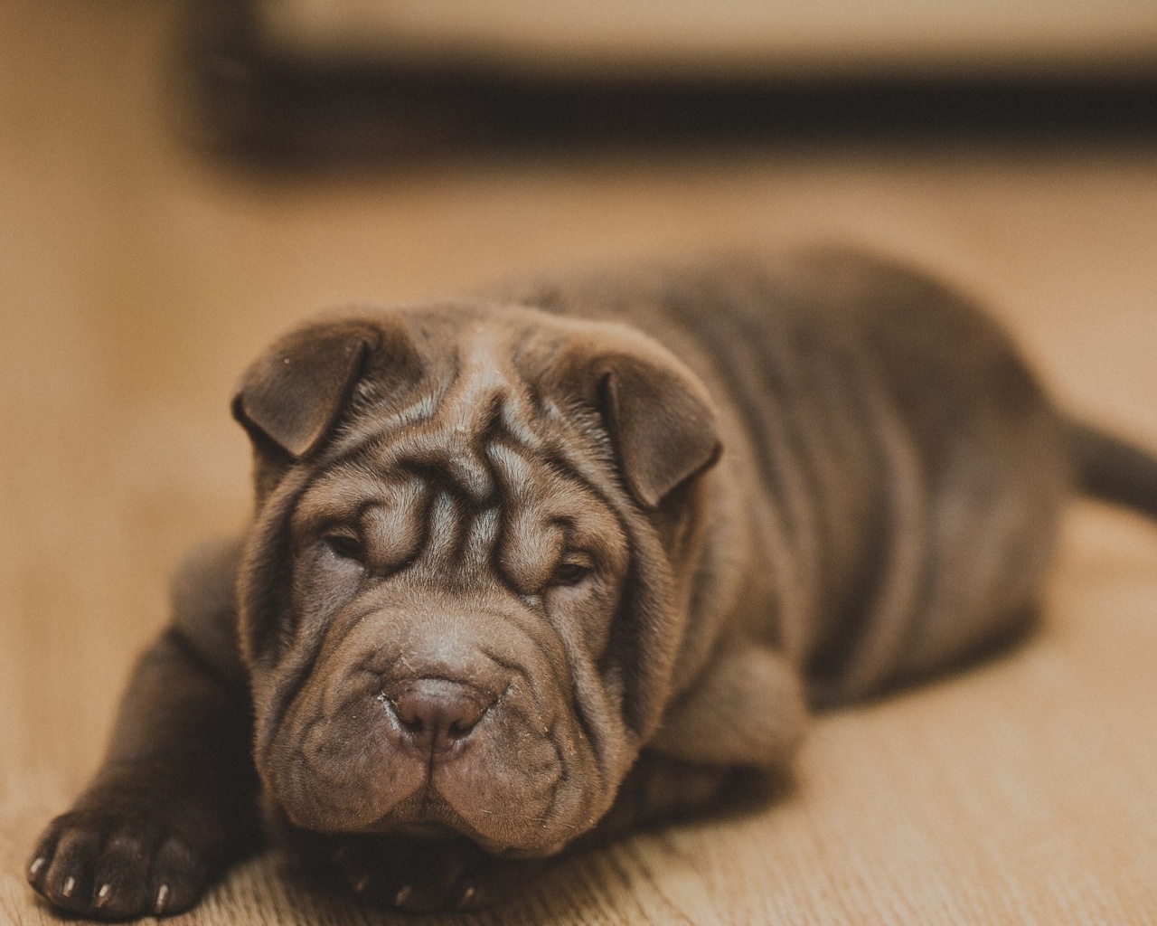 Fondo de pantalla Shar Pei Dog 1280x1024