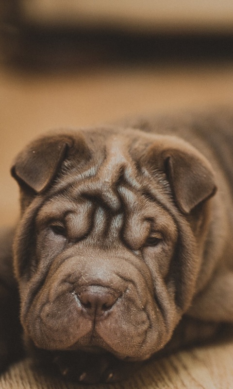 Fondo de pantalla Shar Pei Dog 480x800