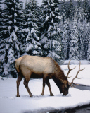 Fondo de pantalla Winter Stag 128x160