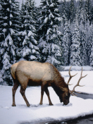 Fondo de pantalla Winter Stag 132x176